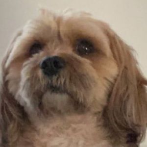 Meet your Posher, Renee